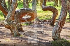 Куршская коса, танцующий лес - фото 3